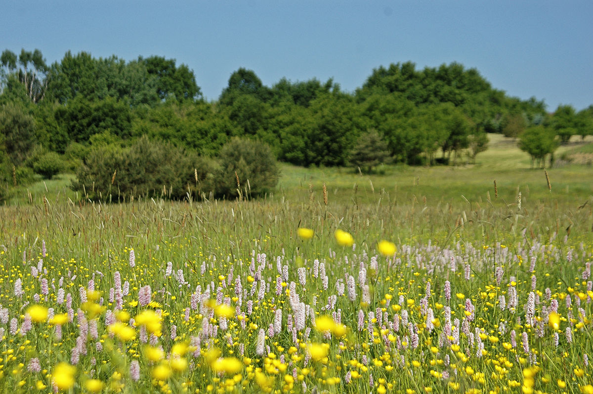 Kalandozások nemzeti parkjainkban – Őrségi Nemzeti Park III.
