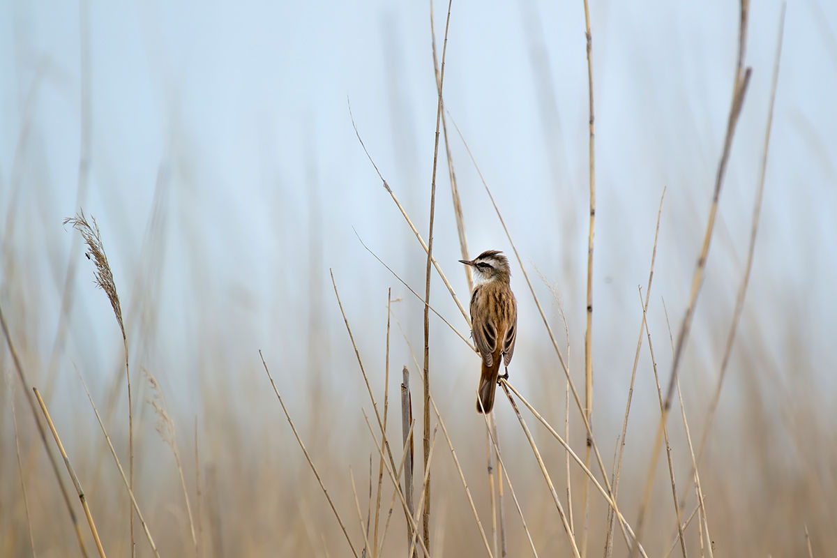 Különleges vendég a Kis-Balatonon