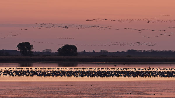 Napról-napra szaporodnak a darvak a kardoskúti Fehér-tónál