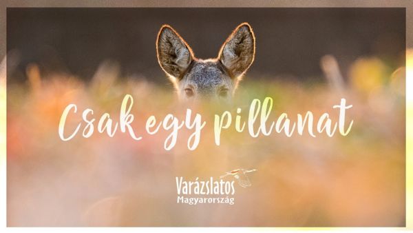 Csak egy pillanat – a VM dala