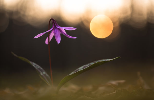 Virágzik a földi piroska