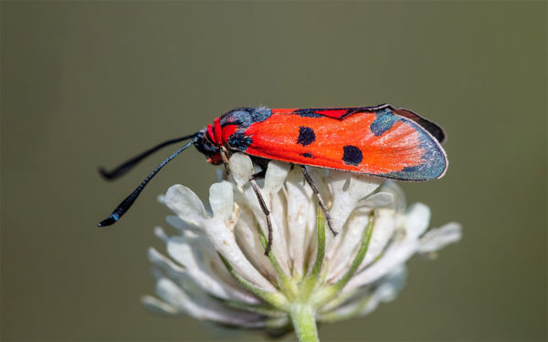 Rajzik Magyarország egyik legritkább lepkéje