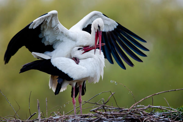 Költési sikerek: a Dél-Alföldön kimagaslóan jó évük volt a gólyáknak