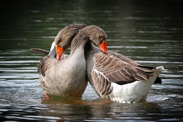 Már költenek a nyári ludak, nemsokára kibújnak a pelyhes kislibák