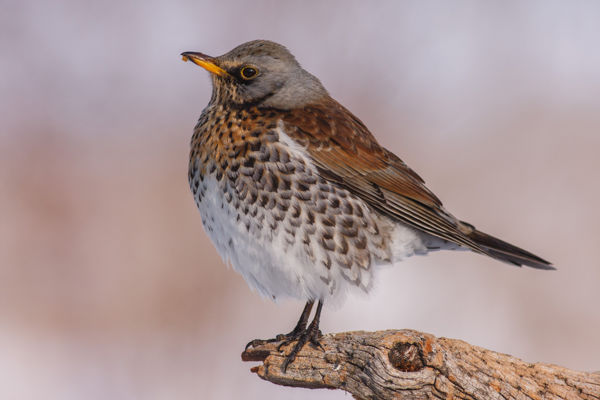 Madársereg: nagy számban gyülekeznek a fenyőrigók a Kis-Sárréten