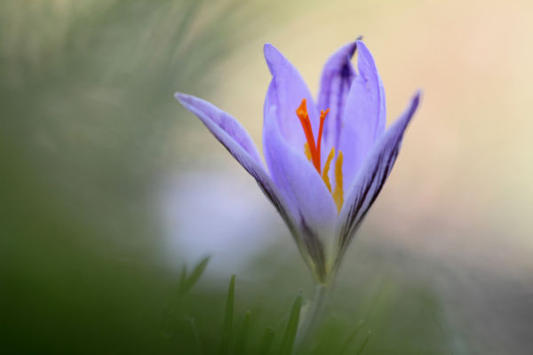 Virágoznak a tarka sáfrányok a Kiskunságban