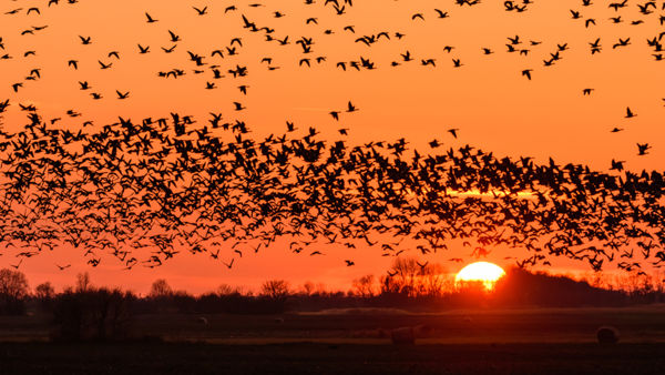Kora tavaszi hangulat, élénk madármozgás a Kis-Sárréten