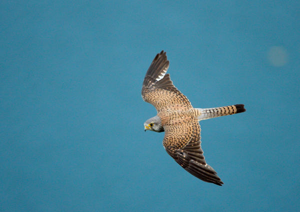 Rekordszámú vörös vércse költ Cserebökényben