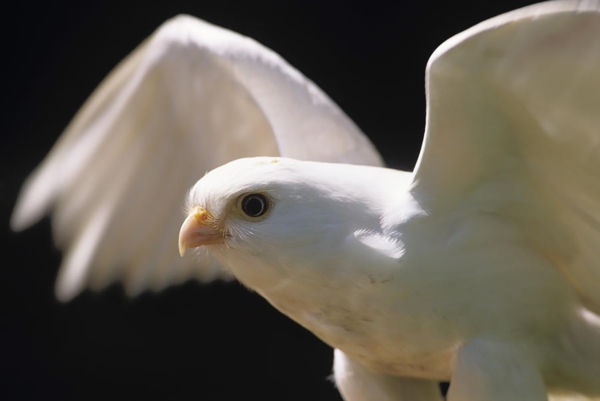 Különleges vörös vércse