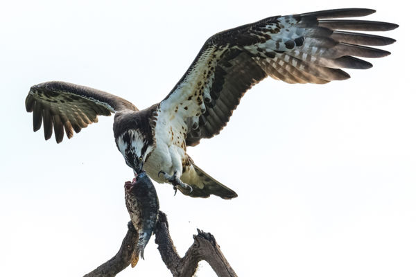 Kivételes élmény: vadászó halászsast láttak a Maroson