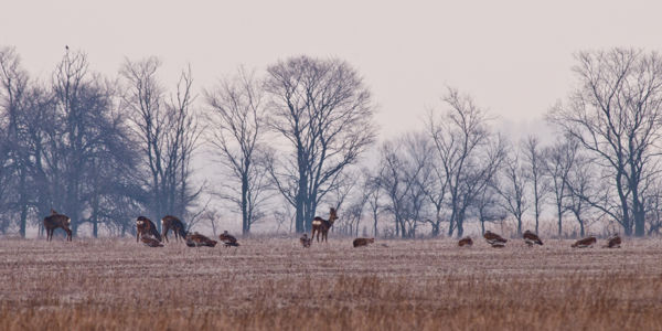 Csapatban könnyebb túlélni a telet: túzokok és őzek a téli pusztán