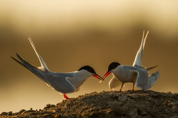Csaknem száz pár küszvágó csér költ a Kis-Sárréten