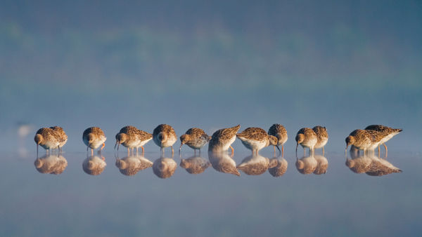 Pajzsoscankók népes csapatai vonulnak a Dél-Alföld tájai felett
