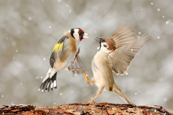 Csuszkák, süvöltők, tengelicek – A téli madáretető vendégei