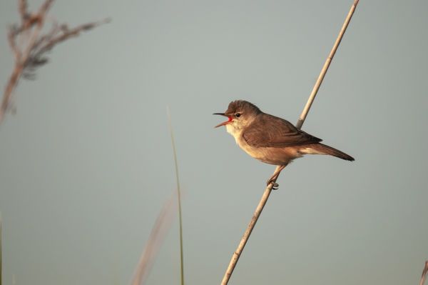 Magyar nádiposzáta Egyiptomban