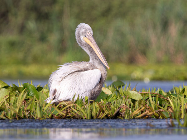Borzas gödény időzött Tiszaalpáron és a Csaj-tavon