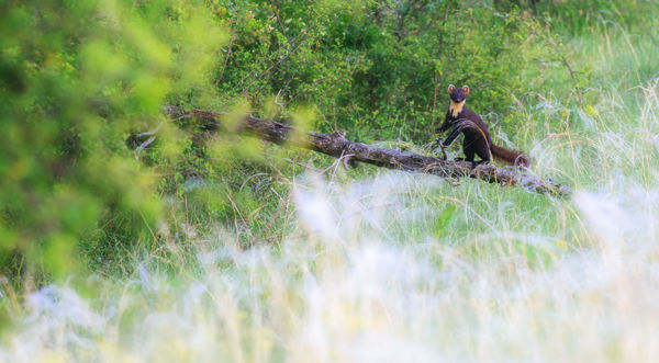 A marosi erdők akrobatikus vadásza: a nyuszt