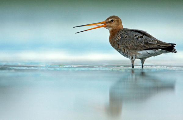 Nagy godák kiáltásaitól hangos a Fehér-tó környéke