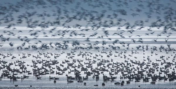 Több tízezer vadlúd pihen a Kis-Sárréten