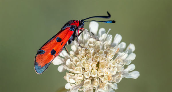 Vörös csüngőlepke a paksi Ürgemezőn