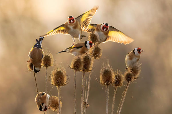 Gyomtársulások jelentősége