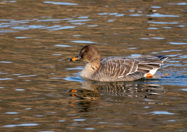 Madárritkaság: tundraludak bukkantak fel a kardoskúti Fehér-tavon