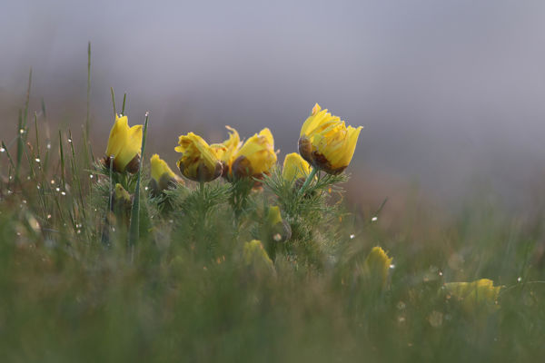 Napsütötte gyepek aranyló dísze – a tavaszi hérics