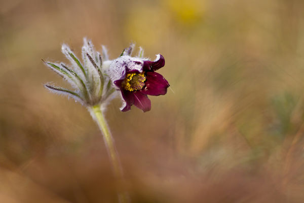 Virágzik a fekete kökörcsin a nagydorogi Szenes legelőn