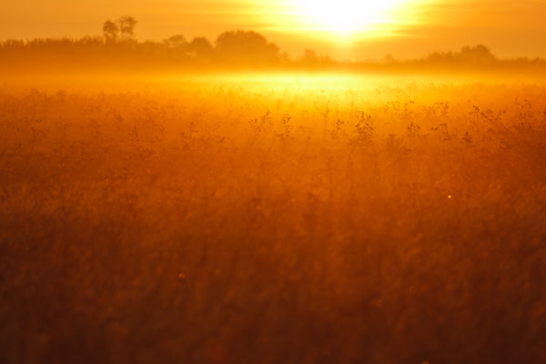 Szél repíti szerteszét védett növényeink magvait