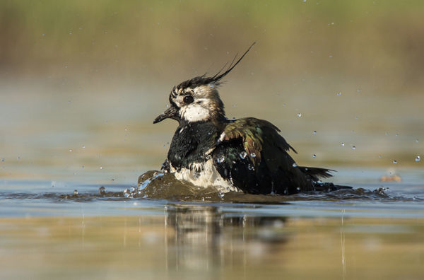 A dél-alföldi pusztákra megérkeztek az első visszatérő madárfajok