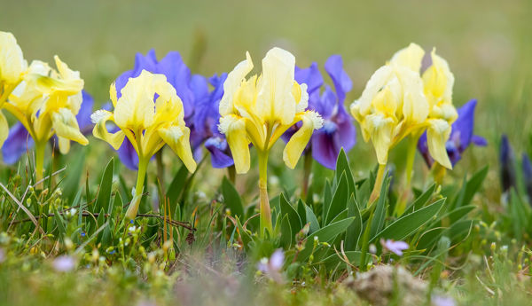 Nyílik gyepeinken a sárga vagy lila színű apró nőszirom