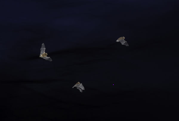 Denevérek a nyári éjszakában