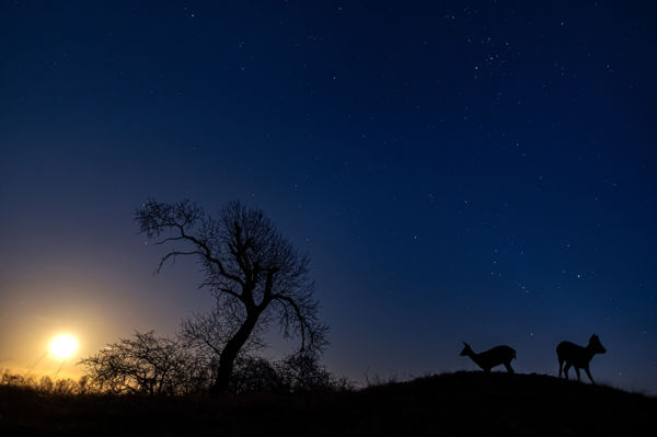 Megszülettek a VM júniusi fotópályázatának eredményei