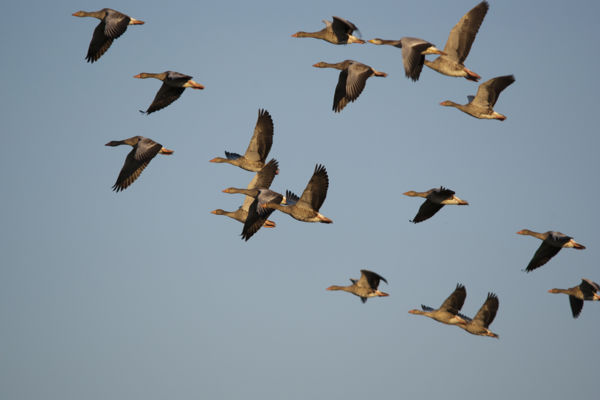 Húszezer vadlúd állomásozik a Biharugrai-halastavakon