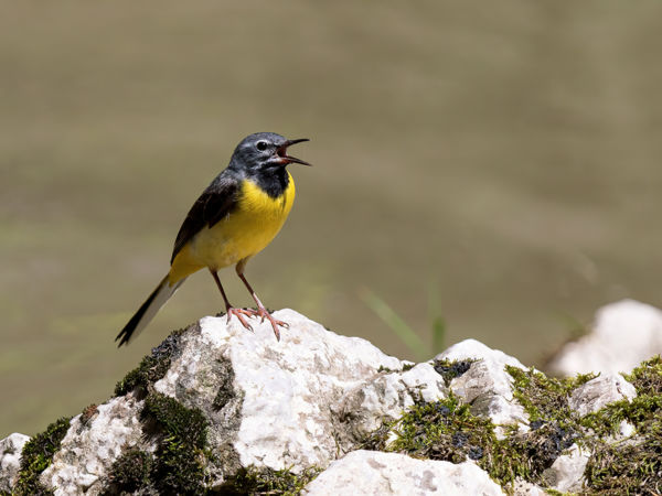 Hegyi billegető a Mecsekben