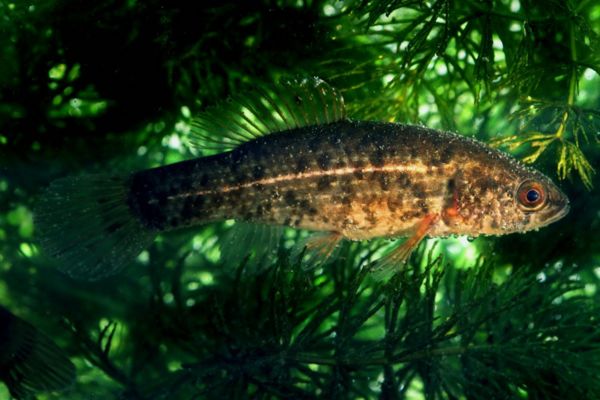 Nem várt meglepetés a gőtecsapdában