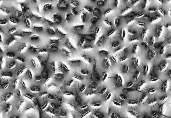 Hatalmas sikert arattak magyar fotósaink a WildArt Photographer of the Year fotópályázaton