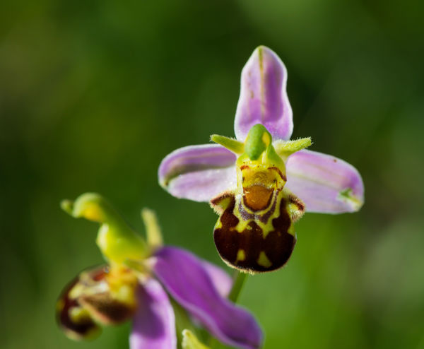 Botanikai szenzáció került elő Mórahalom térségéből