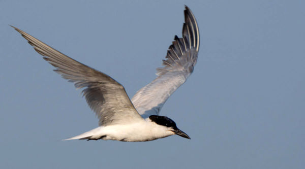 68 év után újra költ kacagócsér hazánkban