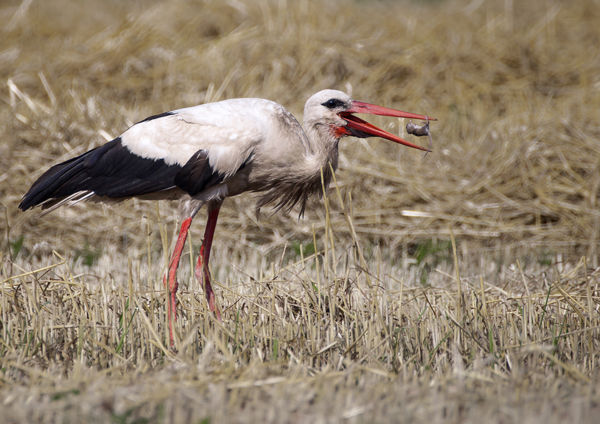 Jönnek vissza a fehér gólyák, már Bugacon sem üres a fészek