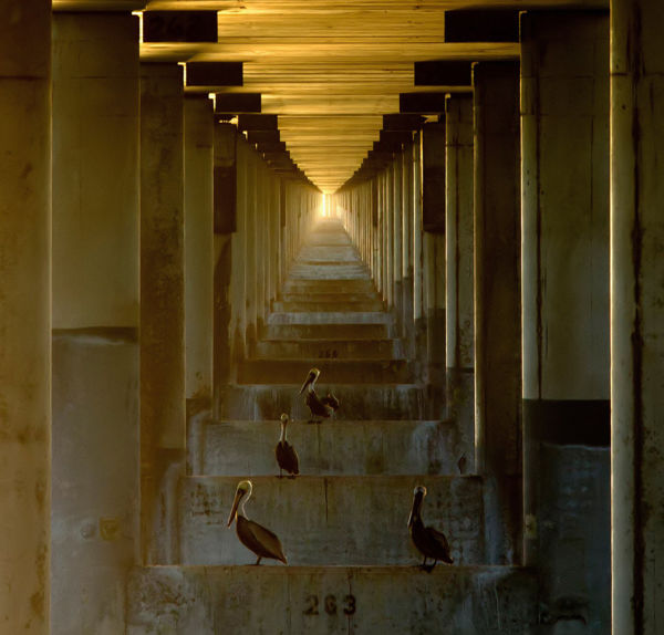 Szabó Irma képe nyert a júliusi WildArt Photographer of the Year fotópályázaton!