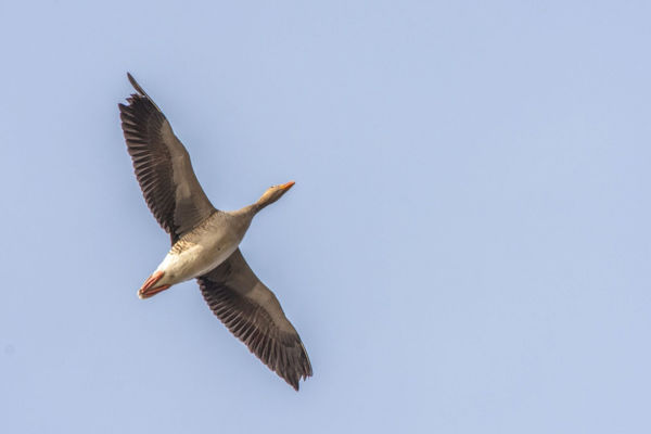 Szélvihar sem gátolta a vadlúdszámlálást