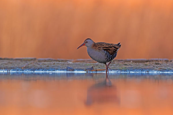 Guvat a téli vízparton