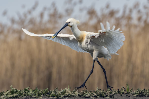 Már Tunéziában vannak a kanalasgémek