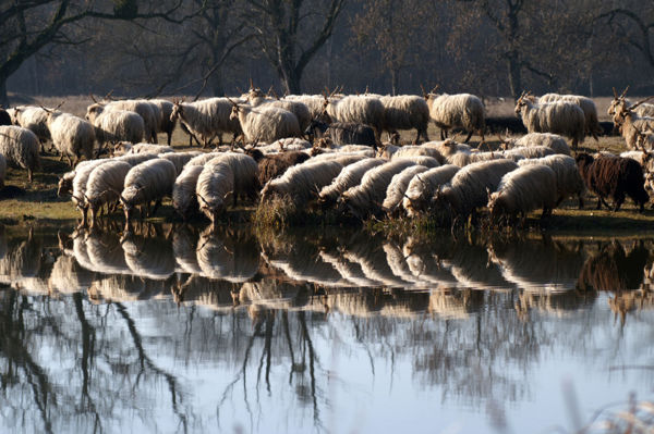 Kilencszáz cigája és racka juh kezdte meg a telelést Kardoskúton