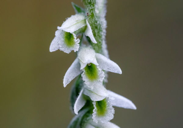 Jókor jött a csapadék az őszi füzértekercsnek