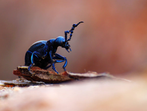 Sokfelé láthatunk nünükéket a kora tavaszi, virágzó gyepeken