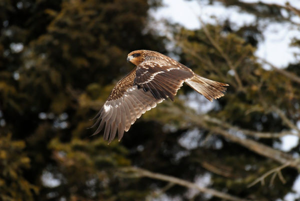 Barna kánya vadászott a Maros-ártérben