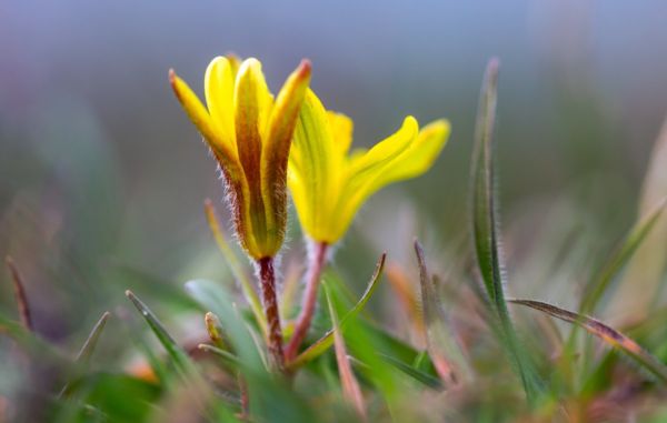 A Dél-Alföldön már javában nyílnak az első pusztai virágok