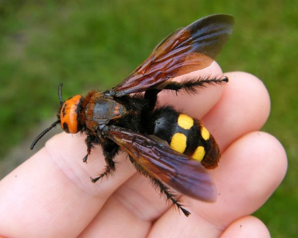 Nem veszélyes az óriás-tőrösdarázs!